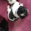 Julia Riddell's Lhasa Apso - Lily