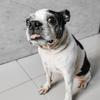 Chalintorn Semarat's Boston Terrier - Lotte