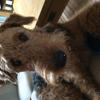 Jenny Du May's Airedale Terrier - Tiggy
