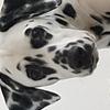 Christopher Linforth's Dalmatian - Archie