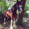 Lauren Coull's Shire Horse - Dolly