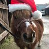 Nicola Kittle's Shetland Pony - Cleo