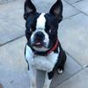 Claire Turver 's Boston Terrier - Oliver