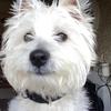 [REDACTED] [REDACTED]'s West Highland White Terrier - Daisie Mae
