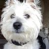 Joanne Simmons's West Highland White Terrier - Daisie Mae