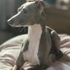 Jarrod Hunt's Italian Greyhound - Raphael