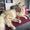 Laure Voisey's Maine Coon - Tiddles