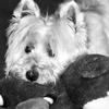 Martin Reynolds's West Highland White Terrier - Bertie