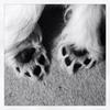 [REDACTED] [REDACTED]'s West Highland White Terrier - Brewster