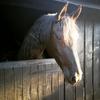 India Haggerty's Friesian Horse - Starlight