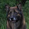 Ken Robson's German Shepherd Dog (Alsatian) - Beau