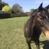 Jodie Moody's Irish Sport Horse - Billy