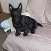 Graham Foulkes's Scottish Terrier - Angus