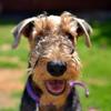 Raymond Taylor's Airedale Terrier - Monty