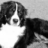 Anne McConnochie's Bernese Mountain Dog - Ted