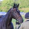 Harriet Raymond's Irish Sport Horse - Rose