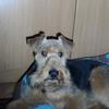 Gareth Smith's Welsh Terrier - Rudy