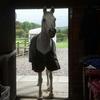 Vikki Bannon's Arabian Horse - Zeus