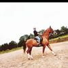 Jemma Rayner's Gelderland Horse - Buddy