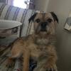 Sue Ford's Border Terrier - Tommy