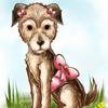 Rebecca Higham's Patterdale Terrier - Fudge