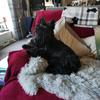 Jacqueline Chick's Scottish Terrier - Humphrey