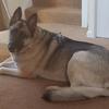[REDACTED] [REDACTED]'s German Shepherd Dog (Alsatian) - Spooks