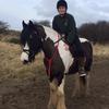 Becca Thompson's Gypsy Vanner Horse - Bonny