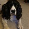 Leanne Sewell's English Springer Spaniel - Theo