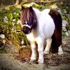 Tracy Smith's Shetland Pony - Coco