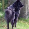 Peter Simmons's Belgian Shepherd Dog (Groenendael) - Kai