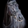 Natalie Robbins's Hanoverian Horse - William