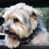 [REDACTED] [REDACTED]'s Yorkshire Terrier - Louey