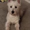 [REDACTED] [REDACTED]'s West Highland White Terrier - Frankie