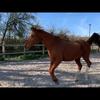 Lynn Rees's Hanoverian Horse - Logan