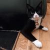 Laura Bone's Domestic longhair cat - Bob
