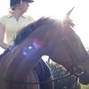 Louise Pepper's Irish Sport Horse - Connor