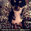 Hannah Brewer's Chihuahua - Amber