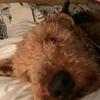 Kate Green's Airedale Terrier - Gus