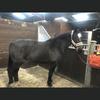 Alex  Drew's Hanoverian Horse - Rio