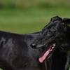 Fiona Macnee's Greyhound - Morar