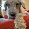 Georgina Smith's Bedlington Terrier - Rory