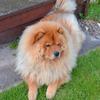 Robin Perkins's Chow Chow - Chewy (Pedigree Spruce Bruce)