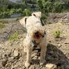Gill Kelly's Lakeland Terrier - Betty