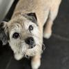Susan Williams's Border Terrier - Ted