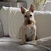 Wendy Day's Scottish Terrier - Lilly