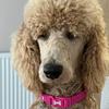 Eileen Wright's Poodle - Honey