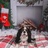 Stacey Wallace's Cavalier King Charles Spaniel - Gatsby