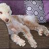 Jamie Mahoney's Bedlington Terrier - Boris