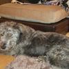 Janice Bradshaw's Bedlington Terrier - Molly